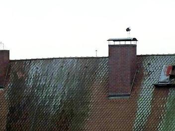 Störche halten Ausschau: Das Schlossdach ist ein beliebter Treff für Meister Adebar. Ein Nistplatz indes ist es erst mal nicht.  Foto: Manfred Welker
