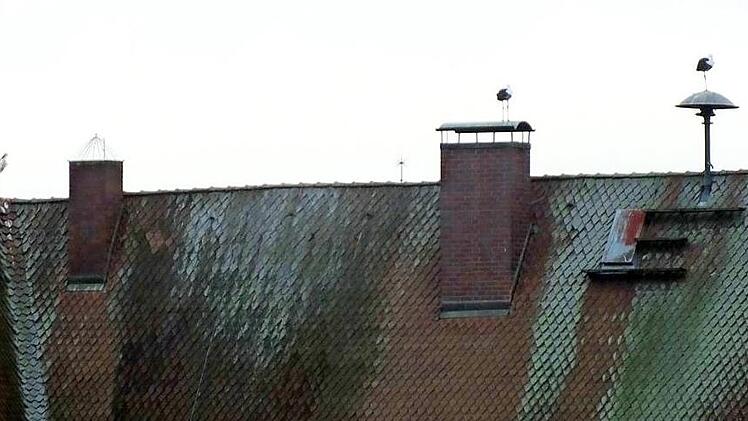 Störche halten Ausschau: Das Schlossdach ist ein beliebter Treff für Meister Adebar. Ein Nistplatz indes ist es erst mal nicht.  Foto: Manfred Welker