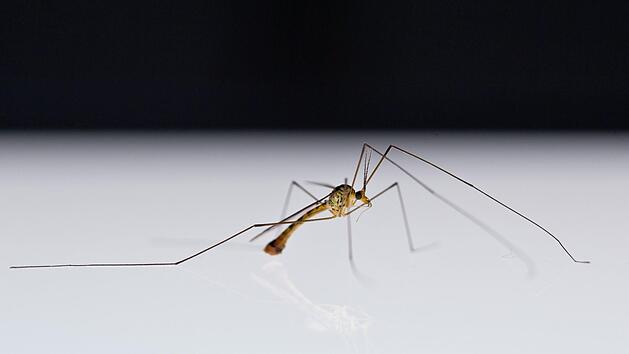 Begleiter die man im Sommer leider &ouml;fters sieht: M&uuml;cken. Neben ihnen stechen auch Wespen oftmals zu. Muss man danach zum Arzt? Symbolbild:Daniel Karmann/dpa