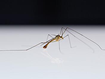 Begleiter die man im Sommer leider öfters sieht: Mücken. Neben ihnen stechen auch Wespen oftmals zu. Muss man danach zum Arzt? Symbolbild:Daniel Karmann/dpa