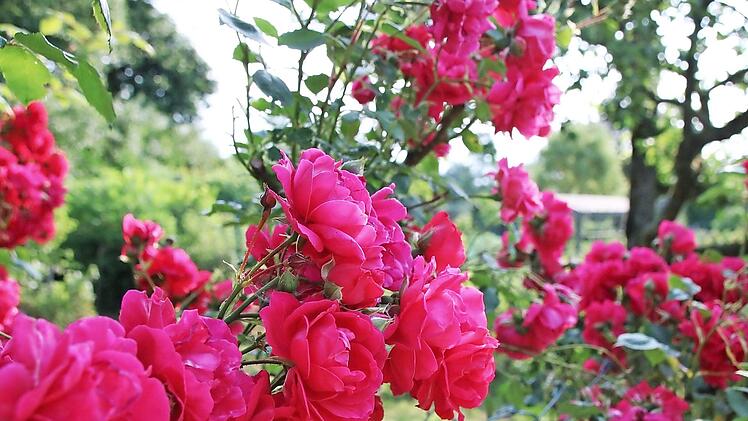 Rosen in voller Pracht