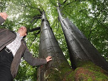 Im Sommer entfaltet sie ein gewaltiges Blätterdach. Im Bild: Ulrich Mergner vom Forstbetrieb  Foto: Ronald Rinklef