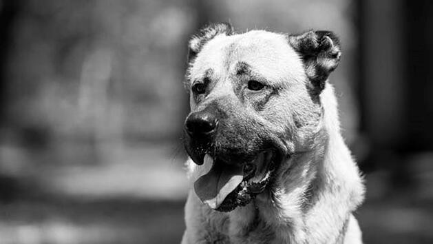 Tierheim Nürnberg nimmt Abschied - "leider haben wir es nicht geschafft"