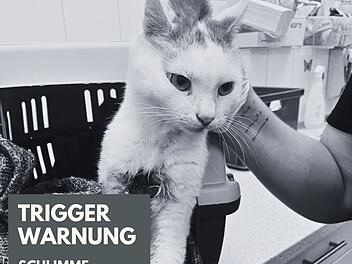 Katzenhilfe Würzburg teilt schockierendes Katzen-Schicksal - Foto mit "Trigger-Warnung"