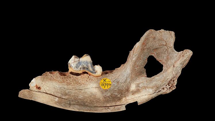 Hunde begleiten Europ&auml;er schon seit mehr als 15.000