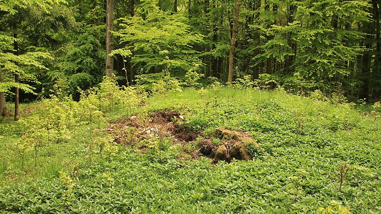 Auf der Kuppe deses Hügelgrabes hat jemand gegraben - wahrscheinlich aber nur ein Wildschwein. Foto: Matthias Einwag