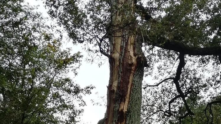 Vom Stamm bis zur Krone ist die alte Eiche gespalten. Foto: Fabian Nöth