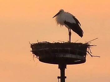 Auf dem Dach des Herzogenauracher Schlosses lässt sich der Storch das Gefieder von den letzten Sonnenstrahlen wärmen. Foto: Manfred Welker