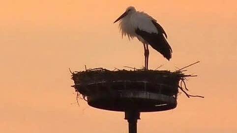 Auf dem Dach des Herzogenauracher Schlosses lässt sich der Storch das Gefieder von den letzten Sonnenstrahlen wärmen. Foto: Manfred Welker
