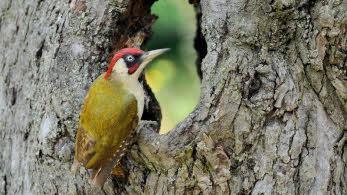 Der Grünspecht ist der Vogel des Jahres 2014. Foto: Peter Kühn/LBV/NABU