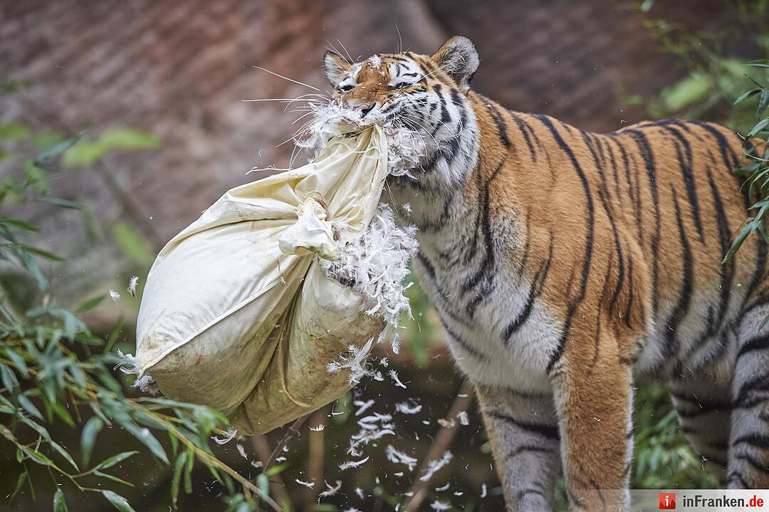Tigerdame Katinka spielt Kissenschlacht im Tiergarten Nürnberg