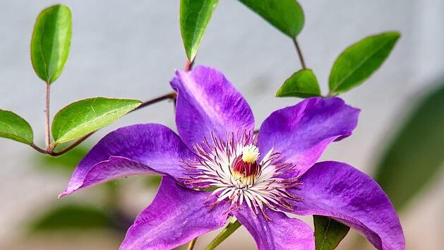 Schon wenn man einen Ort sucht, wo man die Clematis pflanzen möchte, sollte man einige Vorlieben der Pflanze beachten. Symbolbild: Pixabay/ analogicus