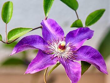 Schon wenn man einen Ort sucht, wo man die Clematis pflanzen möchte, sollte man einige Vorlieben der Pflanze beachten. Symbolbild: Pixabay/ analogicus