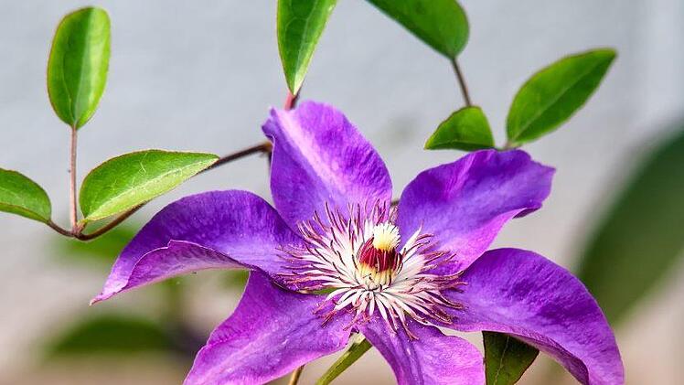 Schon wenn man einen Ort sucht, wo man die Clematis pflanzen möchte, sollte man einige Vorlieben der Pflanze beachten. Symbolbild: Pixabay/ analogicus
