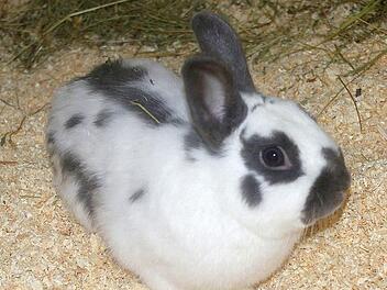 Freuen sich auf ein neues Zuhause: Zwergkaninchen Kalle ...