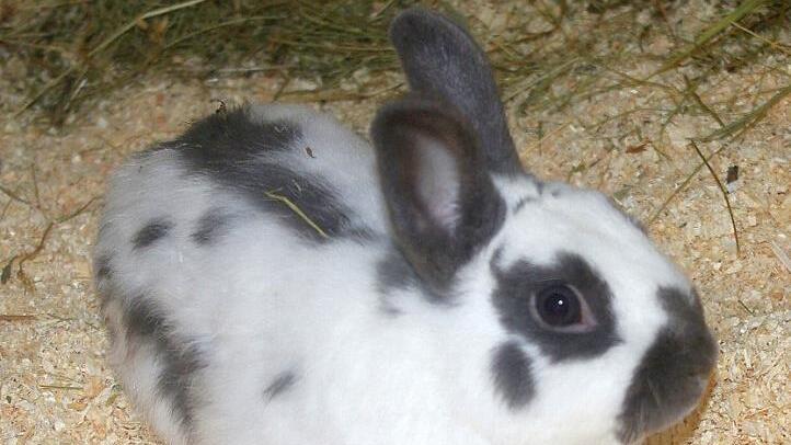 Freuen sich auf ein neues Zuhause: Zwergkaninchen Kalle ...