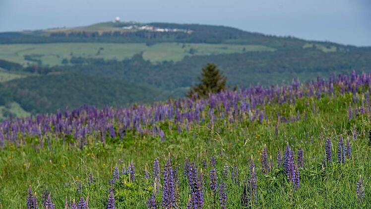 Der Blick zur Wasserkuppe wird von Lupinen dominiert.Foto: Jürgen Hüfner