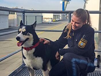 Flughafen Nürnberg: Husky packt offenbar das Reisefieber - "Besonderer Passagier"
