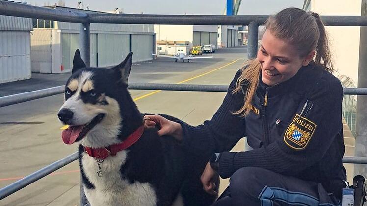 Flughafen Nürnberg: Husky packt offenbar das Reisefieber - "Besonderer Passagier"