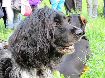 Hunde übernehmen bei der Jagd wichtige Funktionen. Fotos: Kellermann