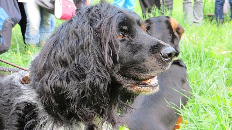 Hunde übernehmen bei der Jagd wichtige Funktionen. Fotos: Kellermann