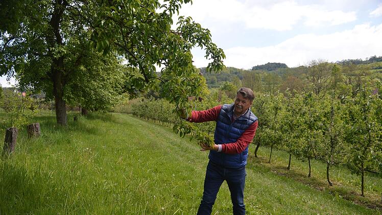 Etwa die Hälfte ihrer fünf Hektar großen Flächen sind intensiv bewirtschaftete Anlagen, die andere Hälfte Streuobstwiesen. Foto: Ronald Heck