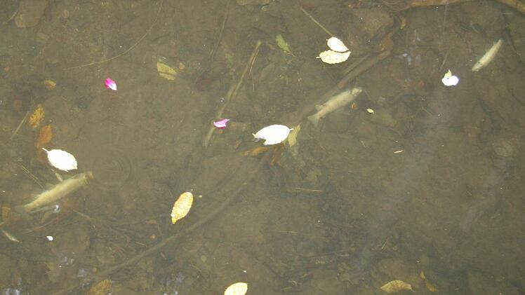 Mit dem hellen Bauch nach oben liegen die toten Wassertiere  auf dem Grund der trüben Steinach.