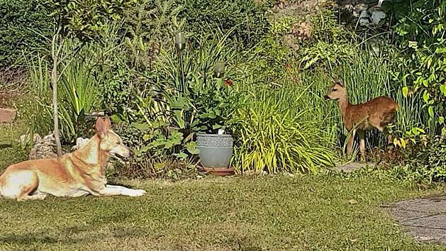Ein Anblick, den es wohl nur sehr selten gibt. Hund "Scharu" und das Reh im friedlichen Miteinander im Garten von Barbara und Wolfgang Jung in Maroldsweisach. Foto: Wolfgang Jung