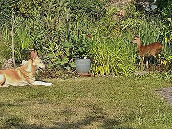Ein Anblick, den es wohl nur sehr selten gibt. Hund "Scharu" und das Reh im friedlichen Miteinander im Garten von Barbara und Wolfgang Jung in Maroldsweisach. Foto: Wolfgang Jung