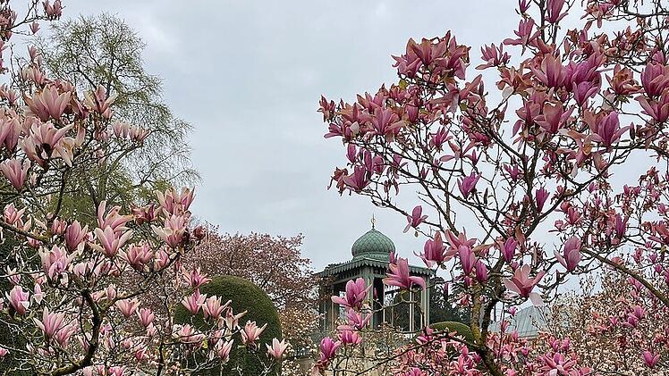 Im Frühling blühen im maurischen Garten etwa 70 Magnolienbäume.