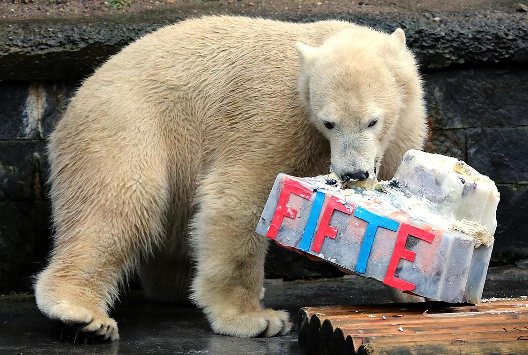 Geburtstagstorten für Eisbären