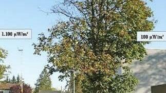 Mit dem Teleskopstab unterwegs: Dr. med. Cornelia Waldmann-Selsam ermittelte die Ergebnisse am Orgelsaal der Berufsfachschule f&uuml;r Musik an einem f&uuml;r Funkstrahlen typisch halbseitig gesch&auml;digten Baum.  Foto: Waldmann-Selsam