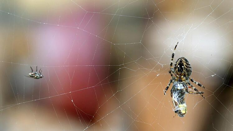 Vor lauter Schreck &uuml;ber eine Spinne hat eine 45-j&auml;hrige am Wochenende bei Emskirchen (Landkreis Neustadt a. d. Aisch-Bad Windsheim) einen Unfall gebaut.  Symbolfoto: Roland Weihrauch/dpa