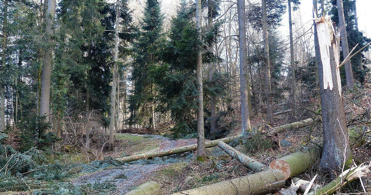 Straubing-Bogen district: Forest worker trapped in accident and dies