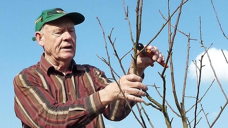 Eine wertvolle Unterstützung für die Hobbygärtner ist Baumwart Hans Vetter aus Windheim. Bereits über vierzig Jahre bringt er Obstbäume auf Vordermann. In wenigen Wochen wird er sein Können wieder unter Beweis stellen.  Foto: Gerd Fleischmann