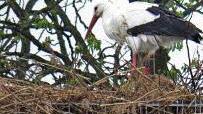 Dem Storch gefiel das Angebot. Er nahm das neue Nest gleich an.