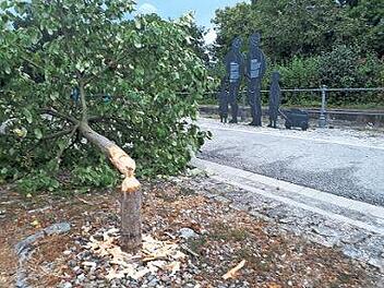 Der gefällte Obstbaum an der Schleuse 100  Foto: jb