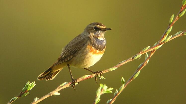 Landkreis Lichtenfels: "Welttag der Feuchtgebiete" 2023 - hier sind diese &Ouml;kosysteme zu finden