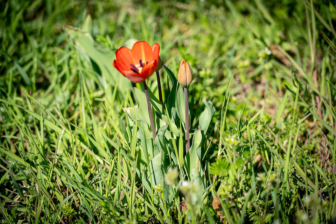 Wundersch&ouml;ne Naturfotos aus Bamberg.