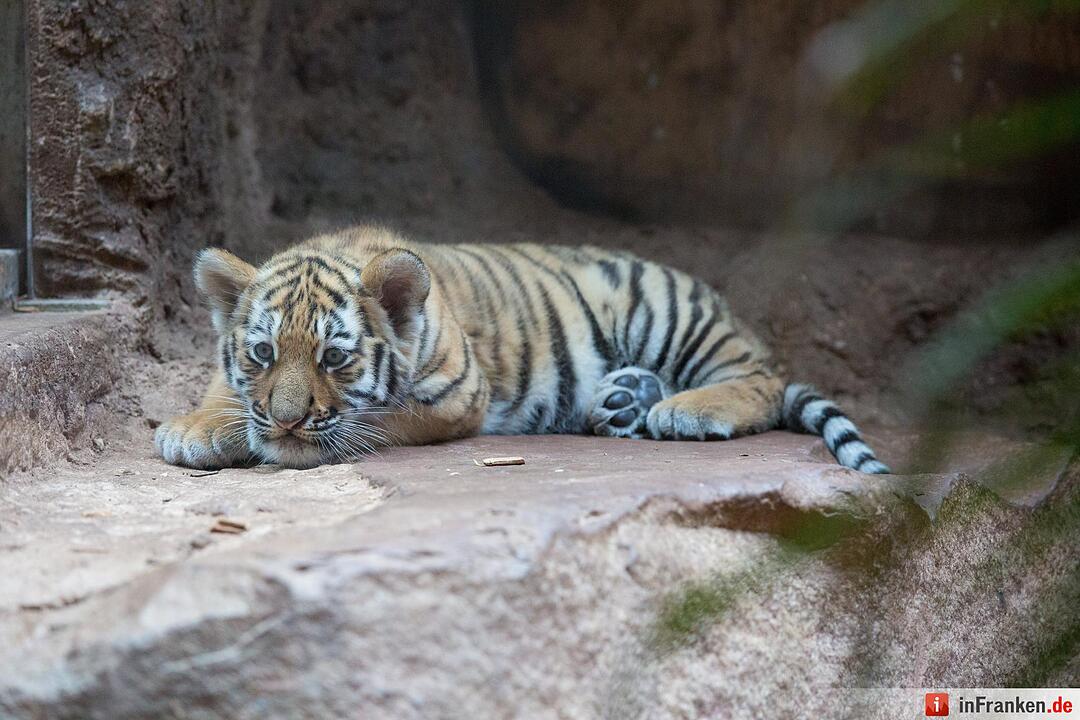 Tigergarten Nürnberg: Nachwuchs bei den Sibirischen Tigern