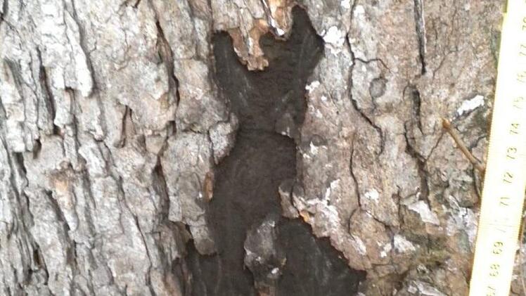 Ein an Rußrinde erkrankter Baum. Foto: Gartenamt der Stadt Bamberg