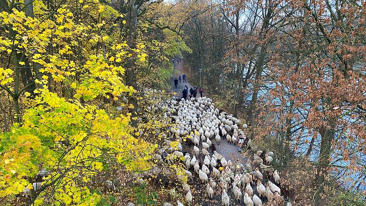 Hunderte Schafe ziehen durch Nürnberg