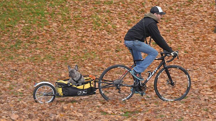 Was machen die denn da, fragt sich der Vierbeiner, der mit Chauffeur unterwegs ist.Foto: Ronald Rinklef