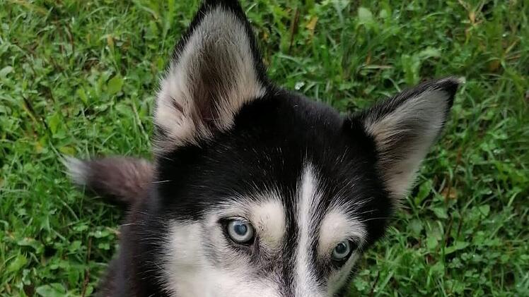 Tierheim Kronach: Trauer u "Pechvogel-Hund" Luna