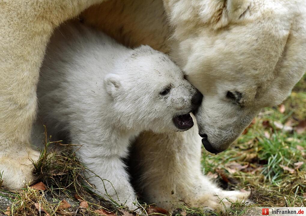 Eisbaerenbaby 2017 Tierpark Hellabrunn