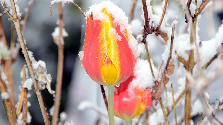Schnee an Ostern in Bad Kissingen Foto: Peter Rauch