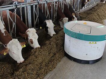 Der Nachschieberoboter im Stall der Blankenbühlers in Fetzelhofen schiebt das Futter vollautomatisch an Ort und Stelle. Seinen Weg geben Sensoren im Stallboden vor.  Fotos: Christian Bauriedel