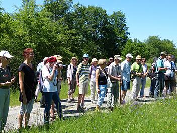 Seltene Pflanzen entdeckten die Teilnehmer der botanischen Exkursion im Naturschutzgebiet Reiterswiesener Höhe. Es war im Jahr 2000 ausgewiesen worden. W. Hartmann