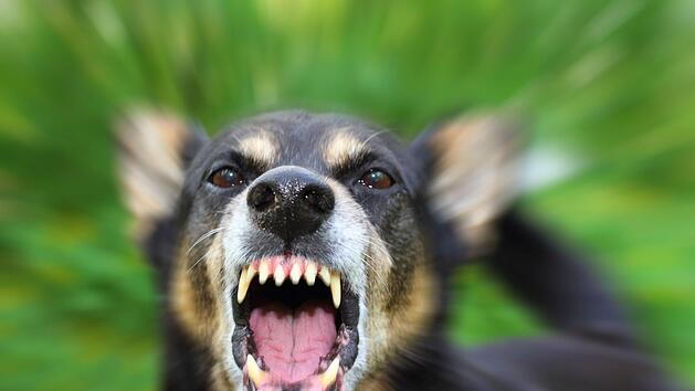 In Burglauer ging eine Hundeattacke t&ouml;dlich aus. Symbolfoto: tverkhovinets/Adobe Stock