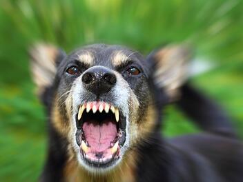 In Burglauer ging eine Hundeattacke tödlich aus. Symbolfoto: tverkhovinets/Adobe Stock